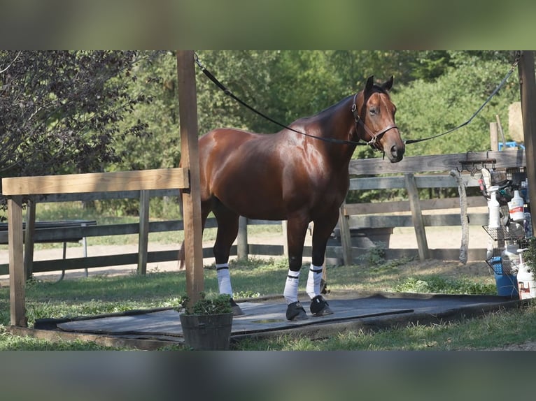 American Quarter Horse Castrone 10 Anni 155 cm Baio ciliegia in Terrell, TX