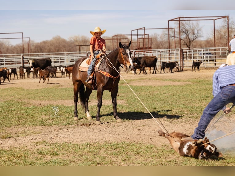American Quarter Horse Castrone 10 Anni 155 cm Baio in Caldwell, ID