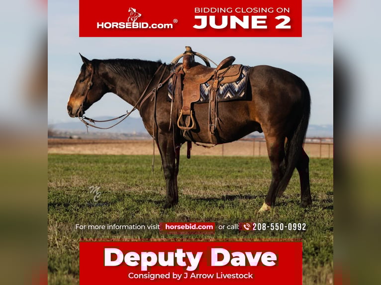 American Quarter Horse Castrone 10 Anni 155 cm Baio in Caldwell, ID