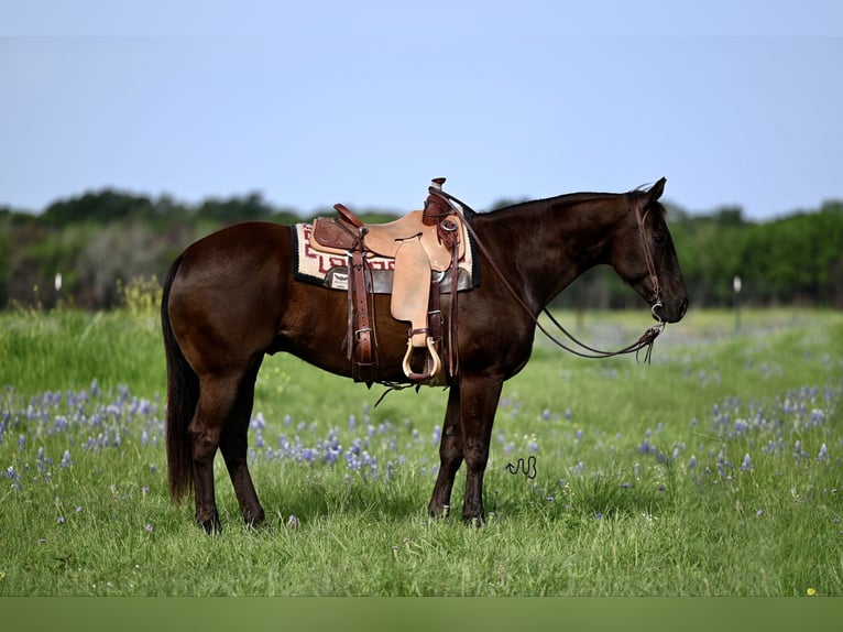 American Quarter Horse Castrone 10 Anni 155 cm Baio in Waco, TX