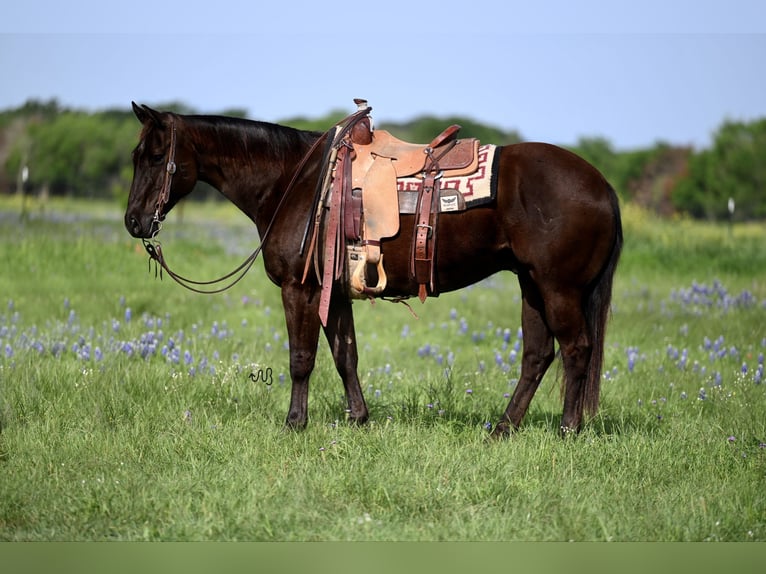 American Quarter Horse Castrone 10 Anni 155 cm Baio in Waco, TX