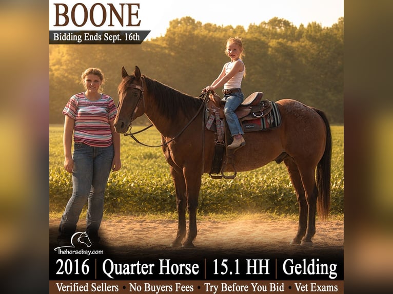 American Quarter Horse Castrone 10 Anni 155 cm Baio roano in Saint Joe, IN
