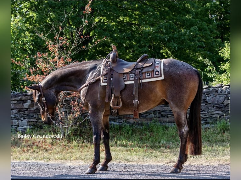 American Quarter Horse Castrone 10 Anni 155 cm Baio roano in Everett PA