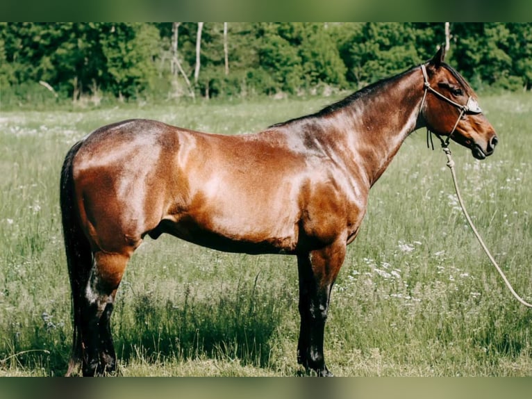 American Quarter Horse Castrone 10 Anni 155 cm Baio roano in Flemingsburgh KY