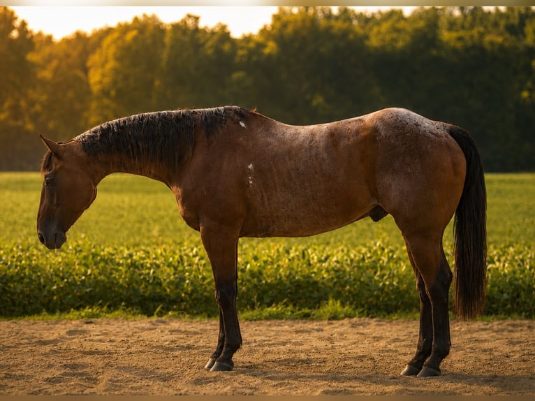American Quarter Horse Castrone 10 Anni 155 cm Baio roano in Saint Joe