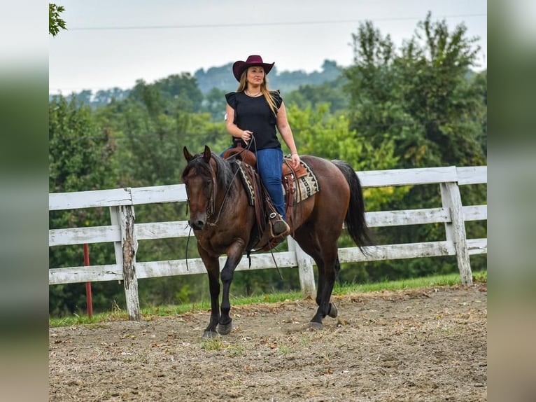 American Quarter Horse Castrone 10 Anni 155 cm Baio roano in London, KY
