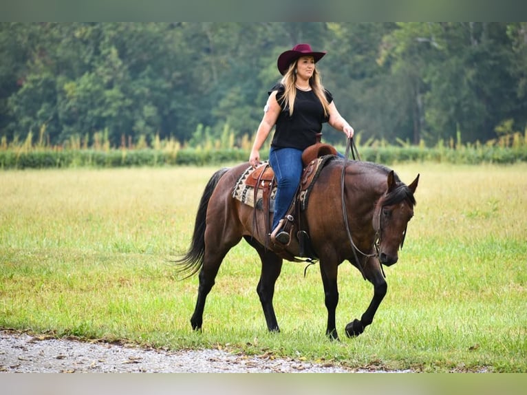 American Quarter Horse Castrone 10 Anni 155 cm Baio roano in London, KY