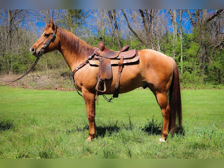 American Quarter Horse Castrone 10 Anni 155 cm Falbo in Hillsboro KY