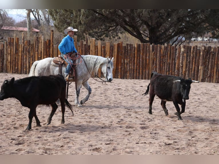 American Quarter Horse Castrone 10 Anni 155 cm Grigio in Camp Verde AZ