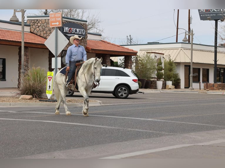 American Quarter Horse Castrone 10 Anni 155 cm Grigio in Camp Verde AZ
