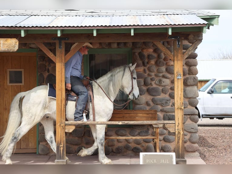 American Quarter Horse Castrone 10 Anni 155 cm Grigio in Camp Verde AZ