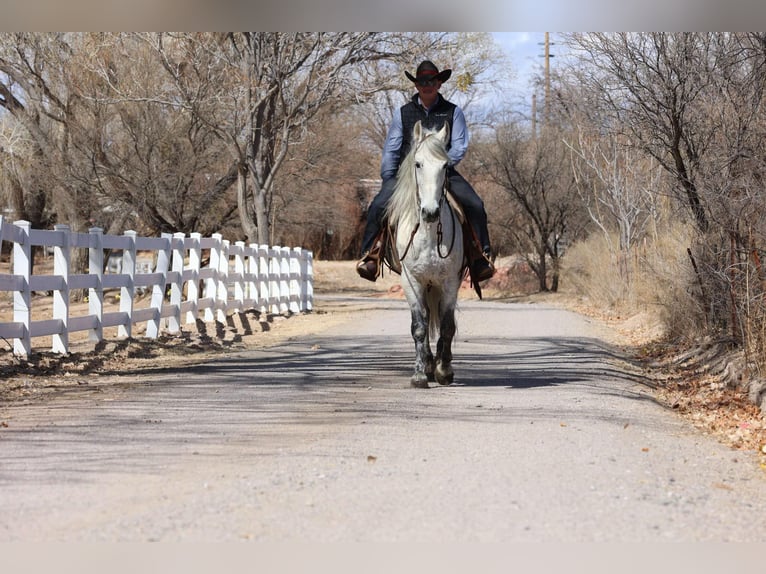 American Quarter Horse Castrone 10 Anni 155 cm Grigio in Camp Verde AZ