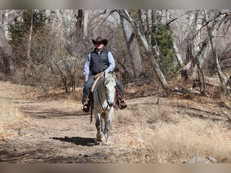 American Quarter Horse Castrone 10 Anni 155 cm Grigio in Camp Verde AZ
