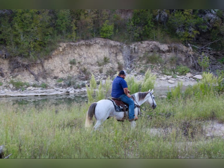 American Quarter Horse Castrone 10 Anni 155 cm Grigio in Stephenville Tx