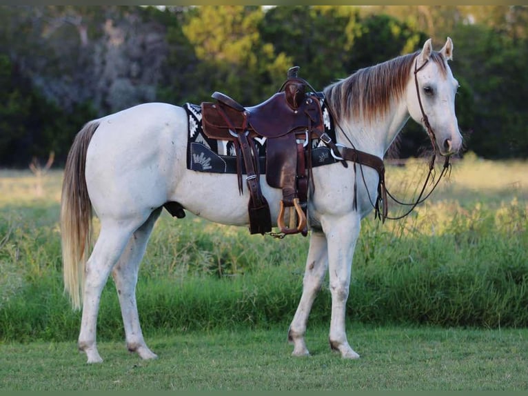 American Quarter Horse Castrone 10 Anni 155 cm Grigio in Stephenville Tx