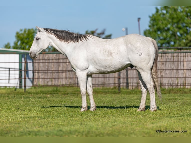 American Quarter Horse Castrone 10 Anni 155 cm Grigio in Weatherford TX