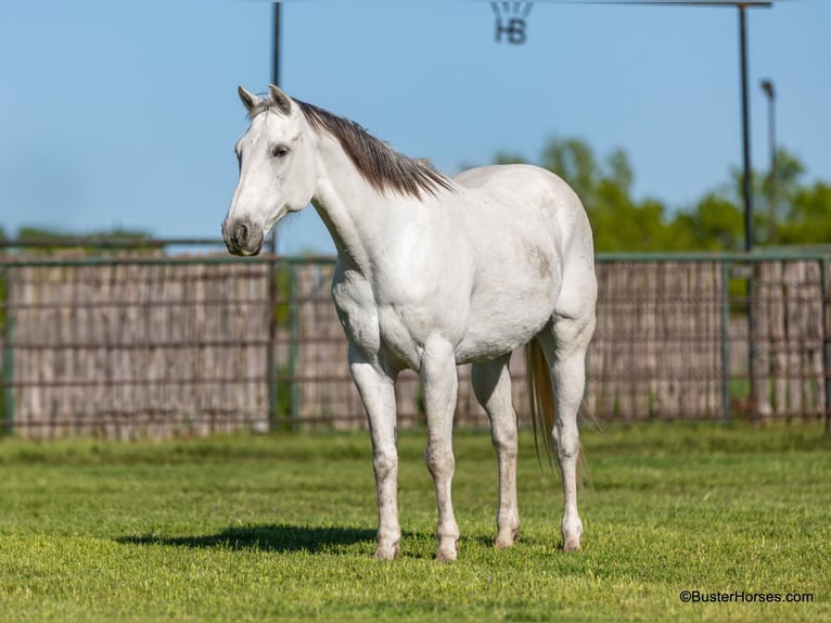 American Quarter Horse Castrone 10 Anni 155 cm Grigio in Weatherford TX