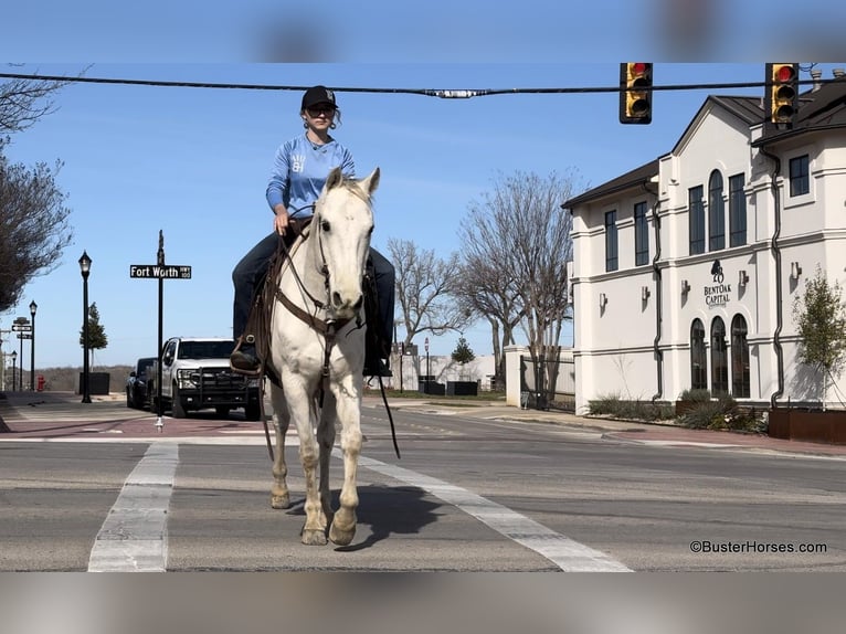 American Quarter Horse Castrone 10 Anni 155 cm Grigio in Weatherford TX