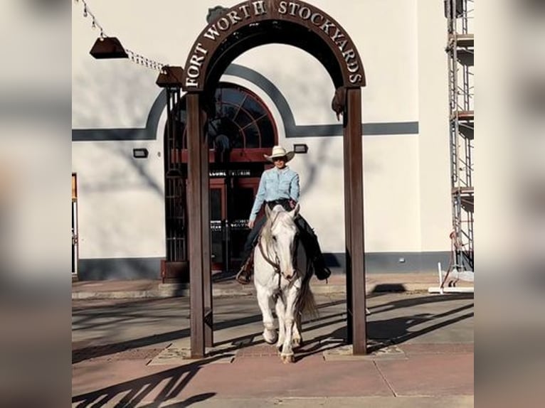 American Quarter Horse Castrone 10 Anni 155 cm Grigio pezzato in White Bluff, TN