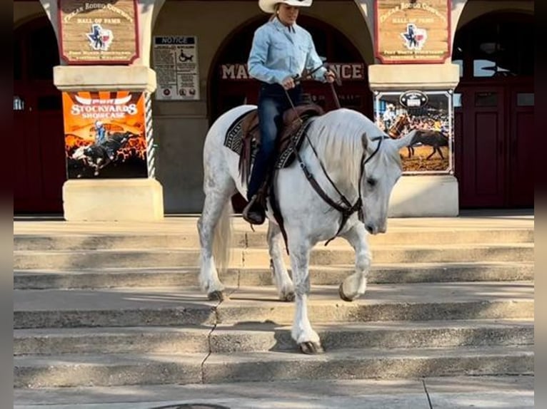 American Quarter Horse Castrone 10 Anni 155 cm Grigio pezzato in White Bluff, TN