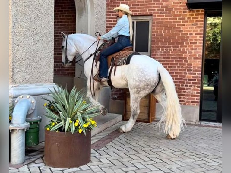 American Quarter Horse Castrone 10 Anni 155 cm Grigio pezzato in White Bluff, TN