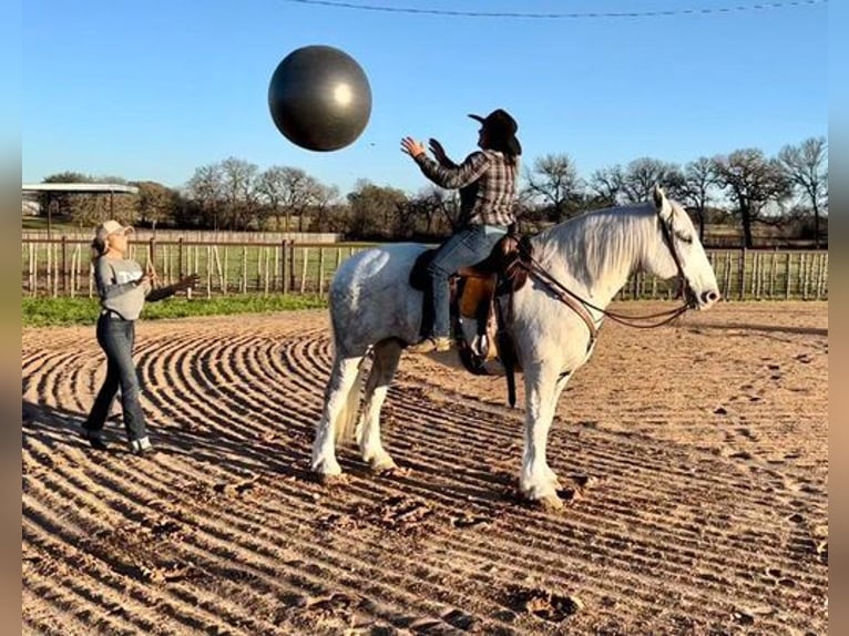 American Quarter Horse Castrone 10 Anni 155 cm Grigio pezzato in White Bluff, TN