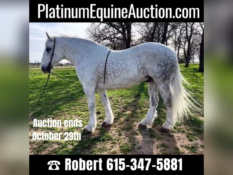 American Quarter Horse Castrone 10 Anni 155 cm Grigio pezzato in White Bluff, TN