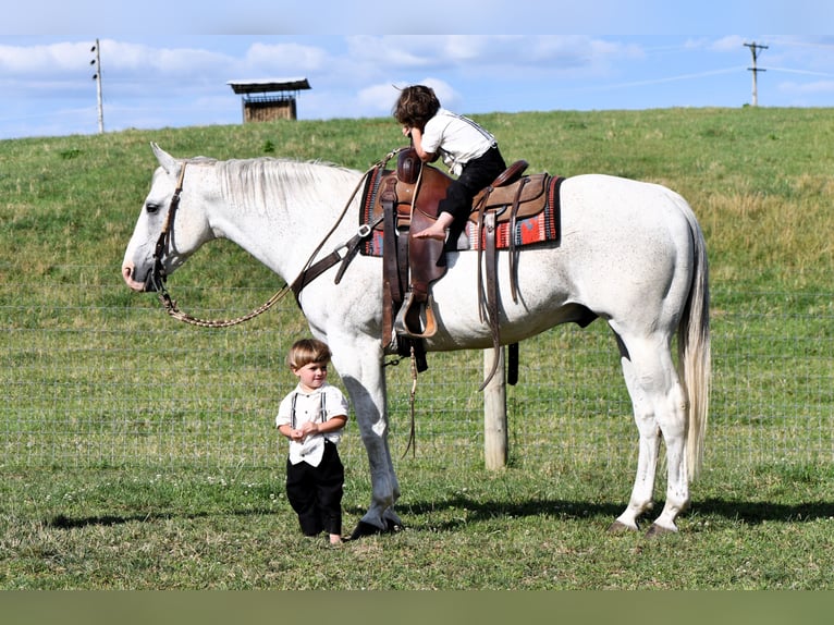 American Quarter Horse Castrone 10 Anni 155 cm Grigio in Rebersburg