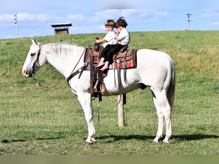 American Quarter Horse Castrone 10 Anni 155 cm Grigio in Rebersburg