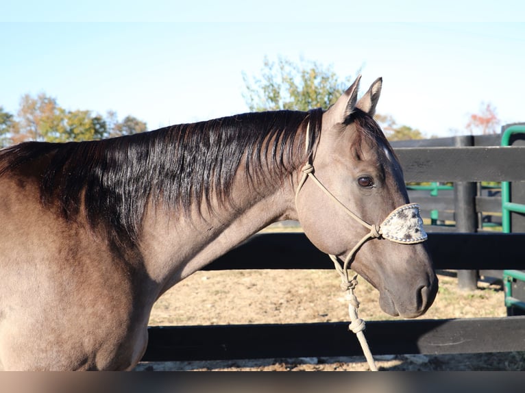 American Quarter Horse Castrone 10 Anni 155 cm Grullo in Hillsboro, KY