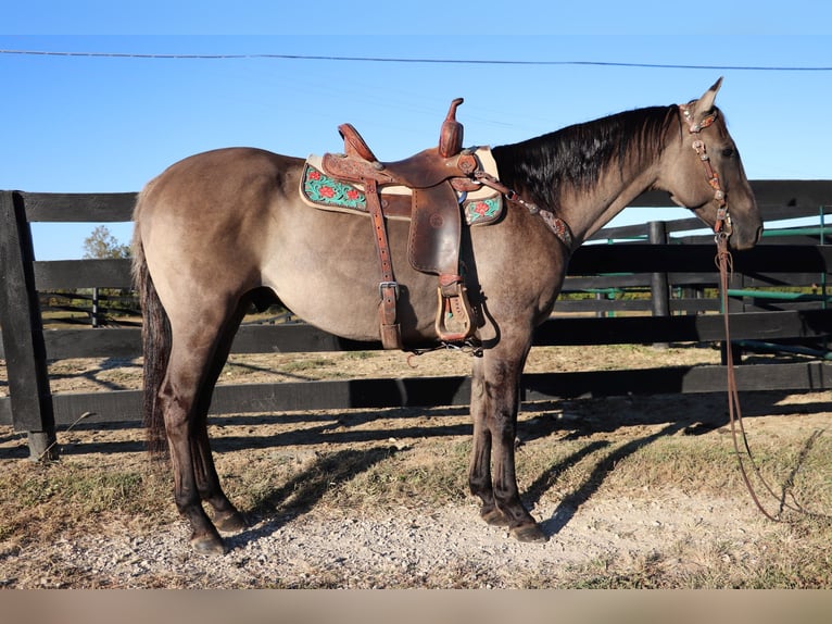 American Quarter Horse Castrone 10 Anni 155 cm Grullo in Hillsboro, KY