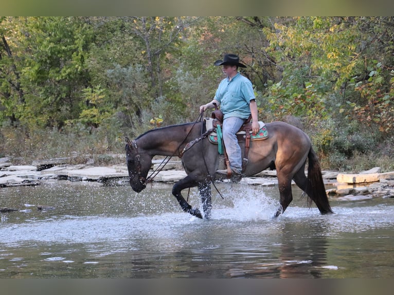 American Quarter Horse Castrone 10 Anni 155 cm Grullo in Hillsboro, KY