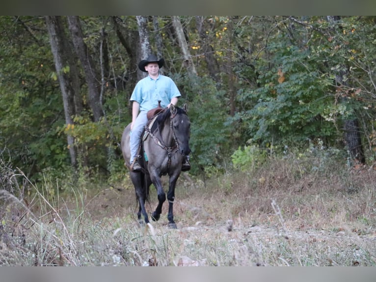 American Quarter Horse Castrone 10 Anni 155 cm Grullo in Hillsboro, KY