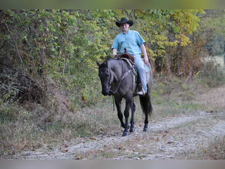 American Quarter Horse Castrone 10 Anni 155 cm Grullo in Hillsboro, KY