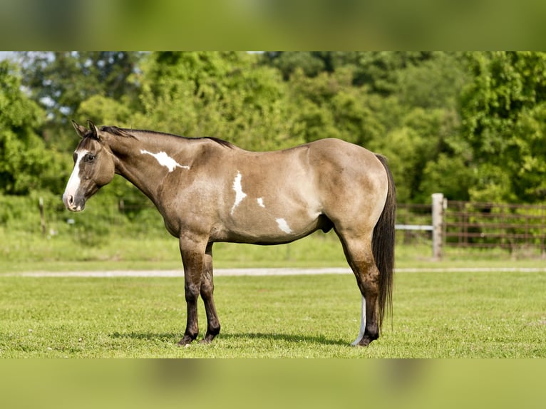 American Quarter Horse Castrone 10 Anni 155 cm Grullo in Canyon TX