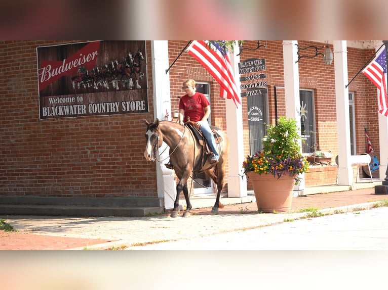 American Quarter Horse Castrone 10 Anni 155 cm Grullo in Canyon TX