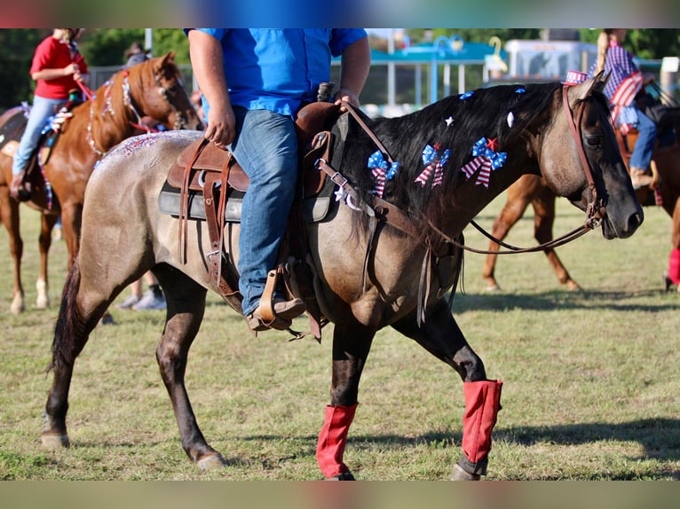 American Quarter Horse Castrone 10 Anni 155 cm Grullo in stephenville TX