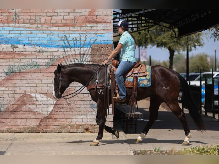 American Quarter Horse Castrone 10 Anni 155 cm Morello in Rusk Tx