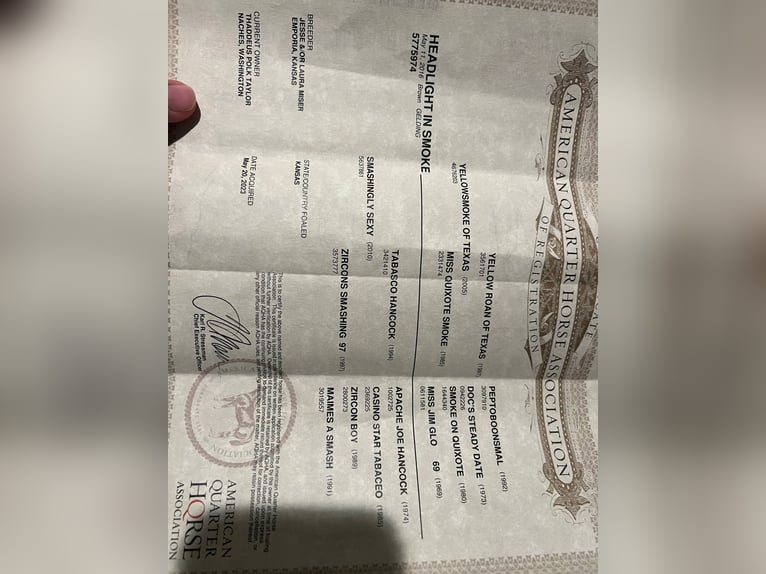 American Quarter Horse Castrone 10 Anni 155 cm Morello in Rusk Tx