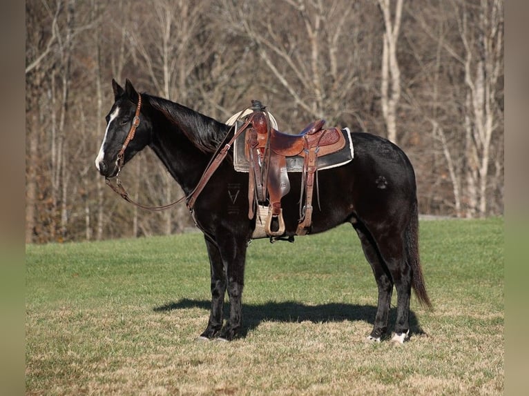 American Quarter Horse Castrone 10 Anni 155 cm Morello in Somerset, KY