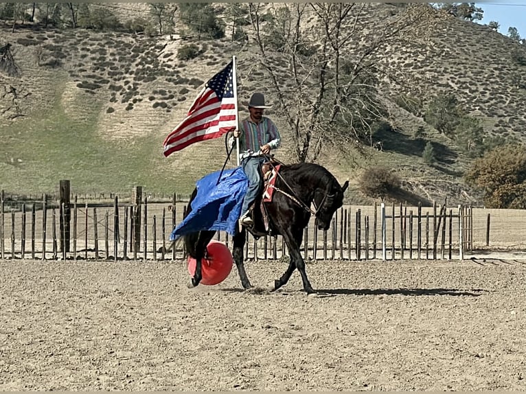American Quarter Horse Castrone 10 Anni 155 cm Morello in Tres Pinos