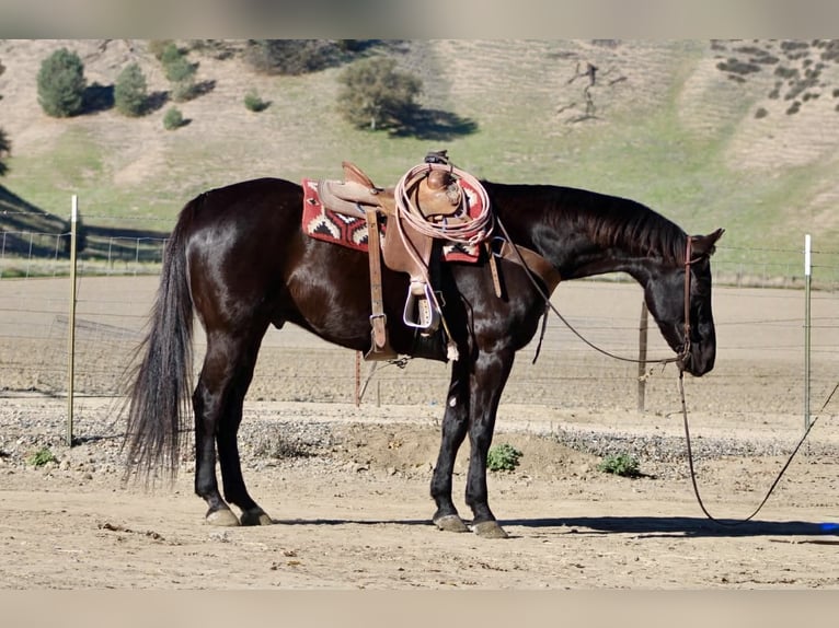 American Quarter Horse Castrone 10 Anni 155 cm Morello in Tres Pinos
