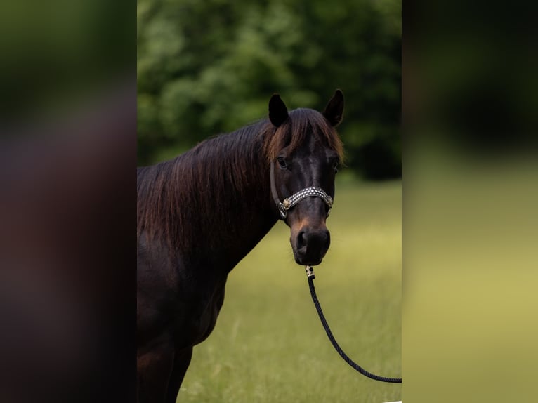 American Quarter Horse Castrone 10 Anni 155 cm Morello in Bovina MS