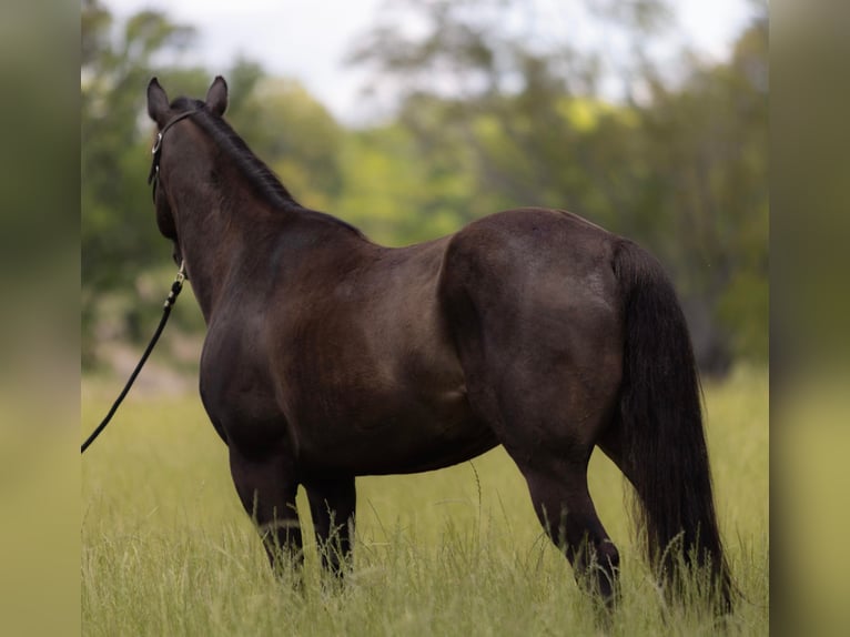 American Quarter Horse Castrone 10 Anni 155 cm Morello in Bovina MS