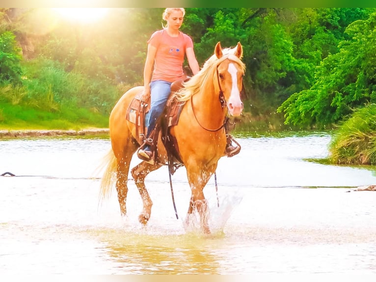 American Quarter Horse Castrone 10 Anni 155 cm Palomino in Bluff Dale TX