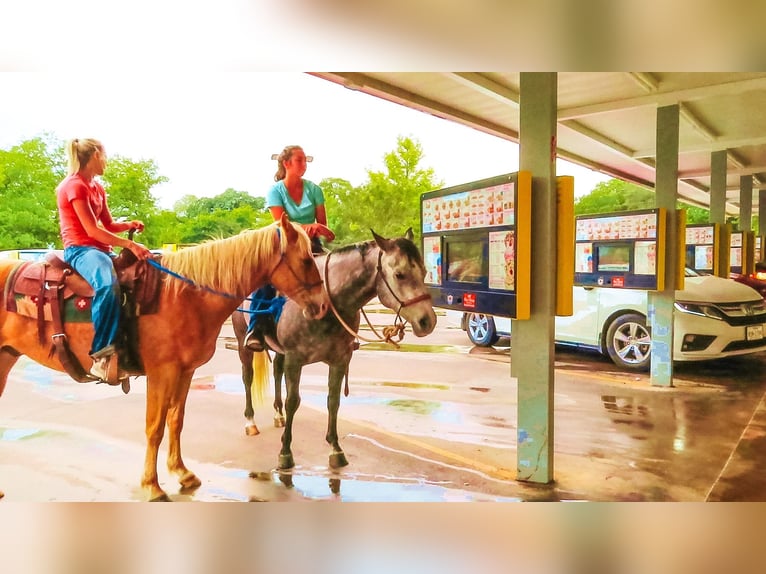 American Quarter Horse Castrone 10 Anni 155 cm Palomino in Bluff Dale TX