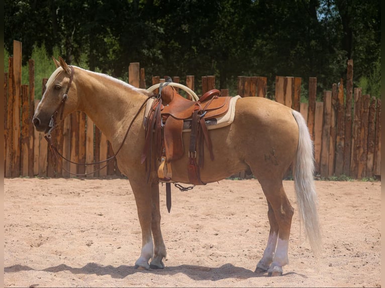 American Quarter Horse Castrone 10 Anni 155 cm Palomino in Camp Verde. AZ