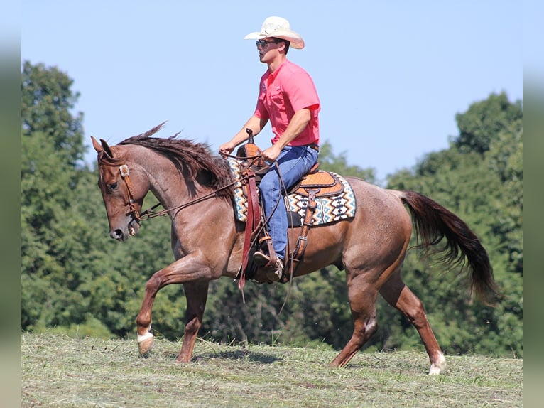 American Quarter Horse Castrone 10 Anni 155 cm Palomino in clarion PA