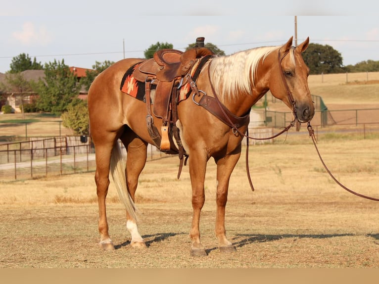American Quarter Horse Castrone 10 Anni 155 cm Palomino in Cleburne Tx