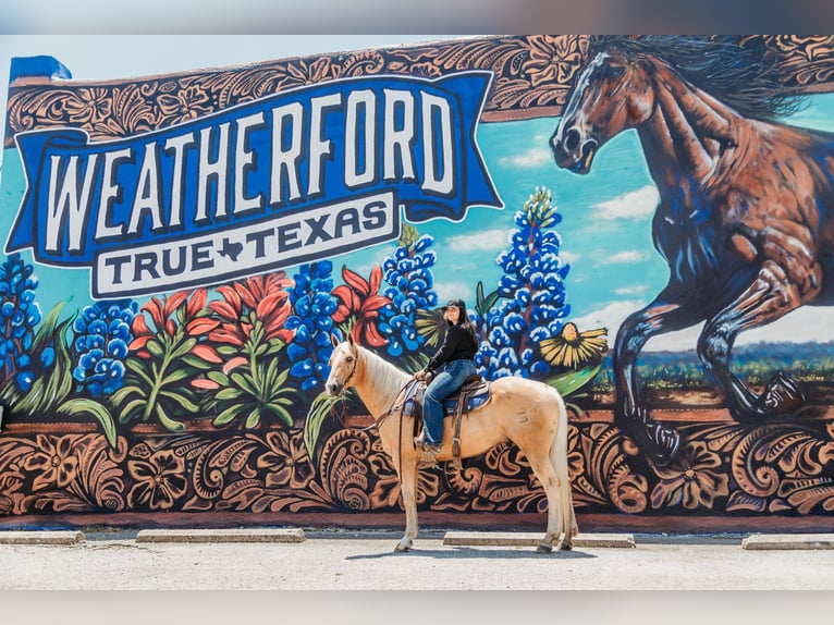 American Quarter Horse Castrone 10 Anni 155 cm Palomino in Granbury TX